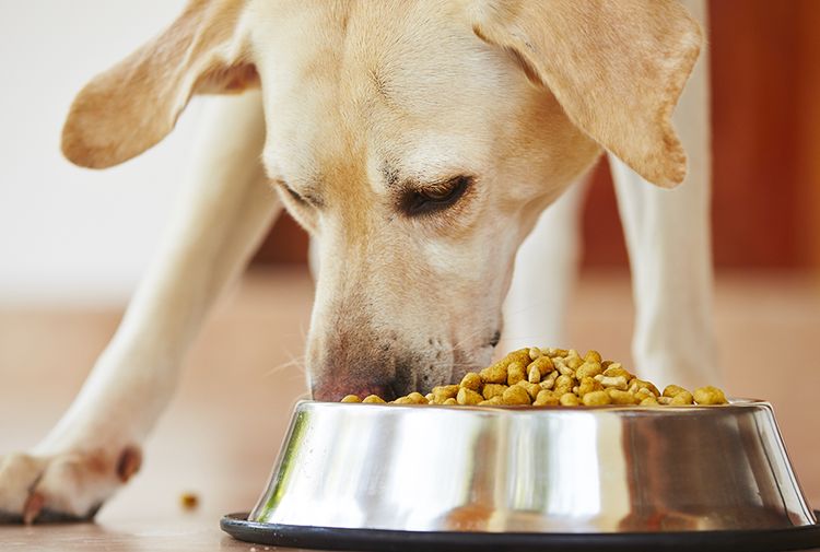 Le chien mange des croquettes