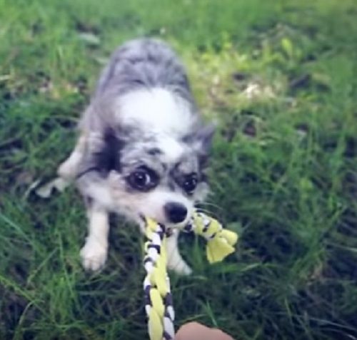 Corde pour jeux actifs