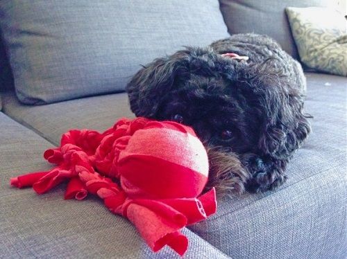 Jouet pour chien en forme de pieuvre