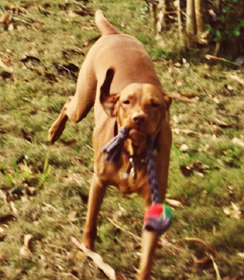 Jouet pour chiens de grande race