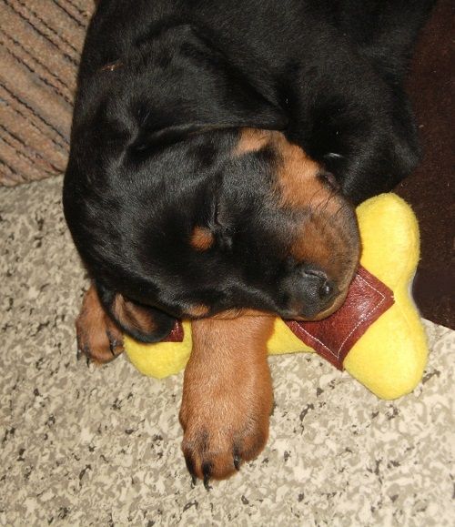 Os en polaire pour chiots