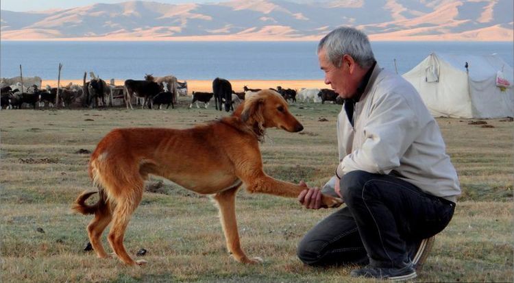 Le chien tend la patte à son maître.