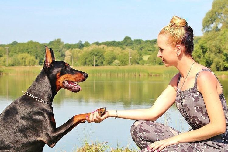 Le doberman donne la patte