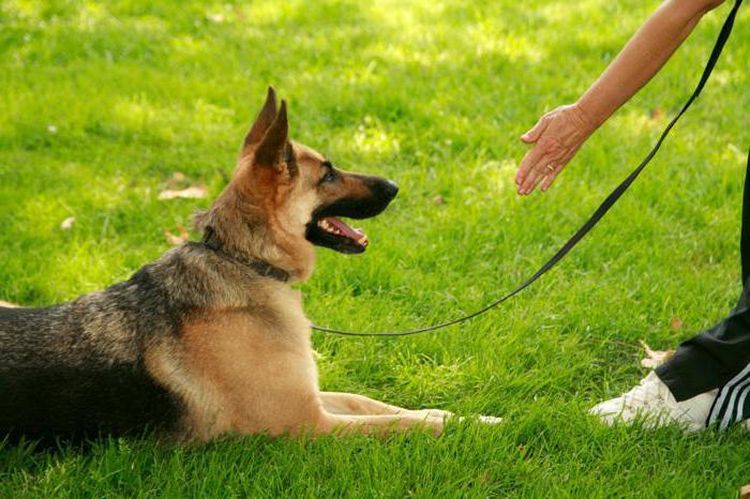 Un chien de berger est couché sur l'herbe.