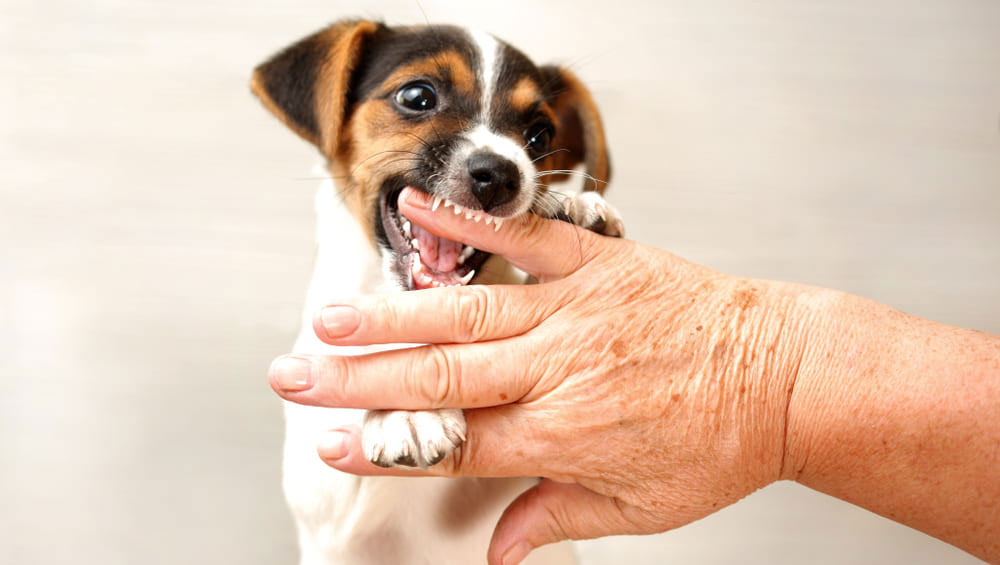 Le chiot mordille en jouant