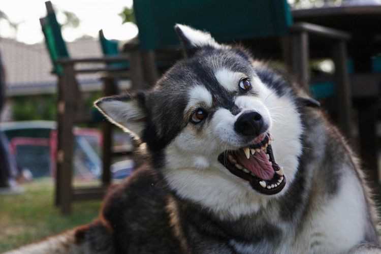 Comment empêcher un chien de mordre