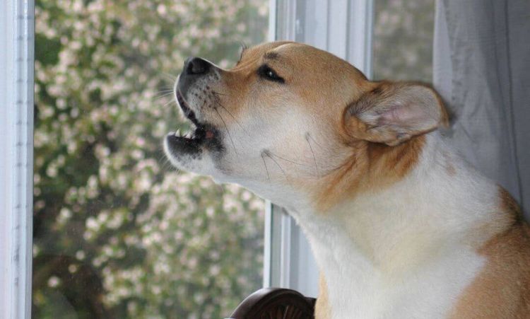 Le chien aboie à la fenêtre
