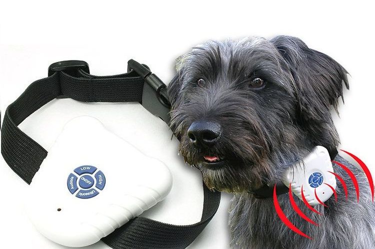 Un chien portant un collier anti-aboiement