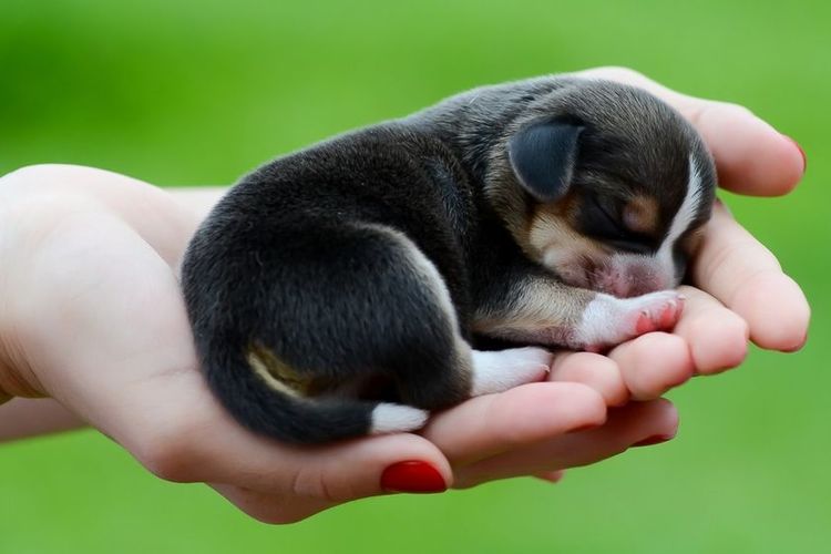 Un chiot dans la paume de votre main