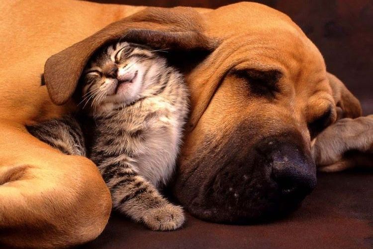 Chaton et basset hound
