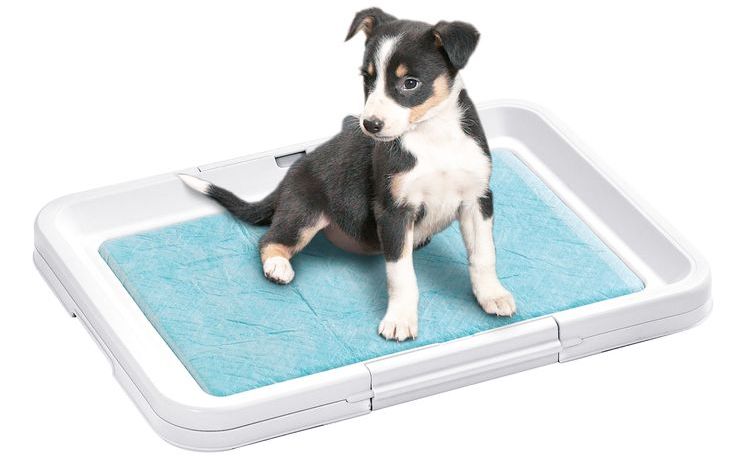 Chiot dans une litière