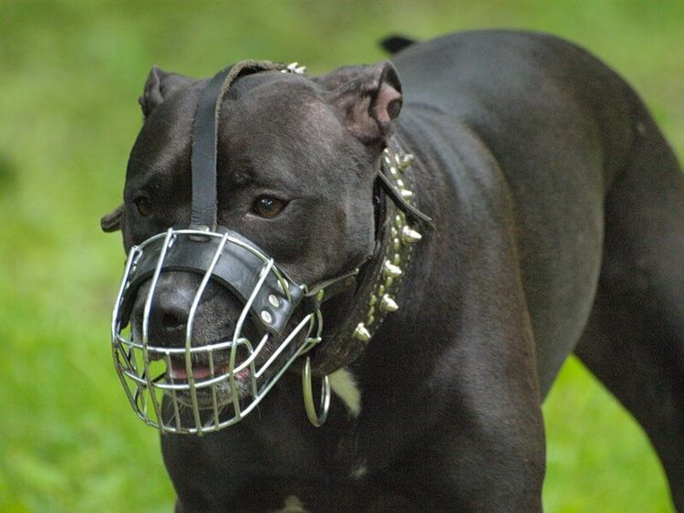 Un chien avec une muselière