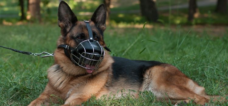 Berger allemand avec une muselière
