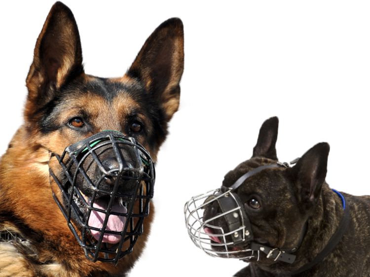 Un berger allemand et un bouledogue français portant des muselières