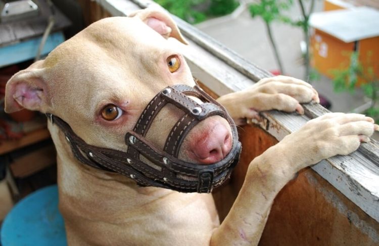 Un chiot avec une muselière