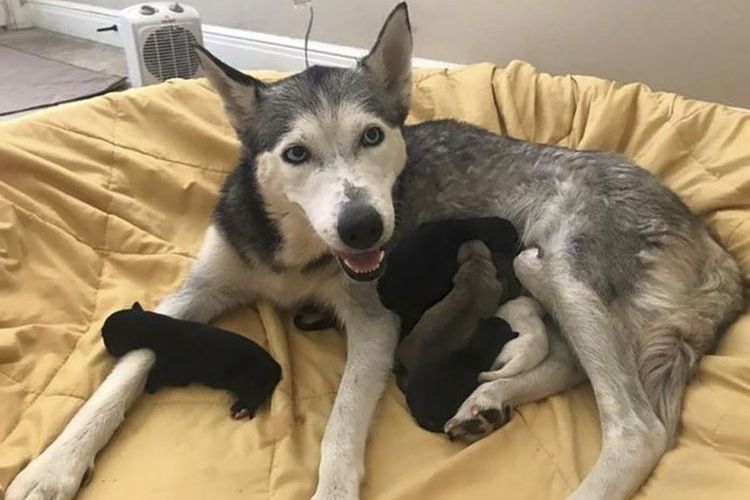 Une chienne et ses chiots