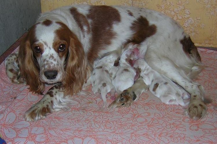 Retriever avec des chiots