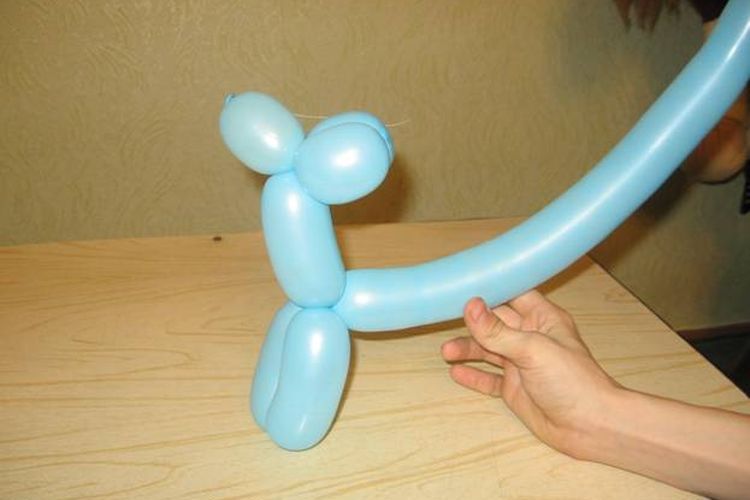 Formation des pattes avant