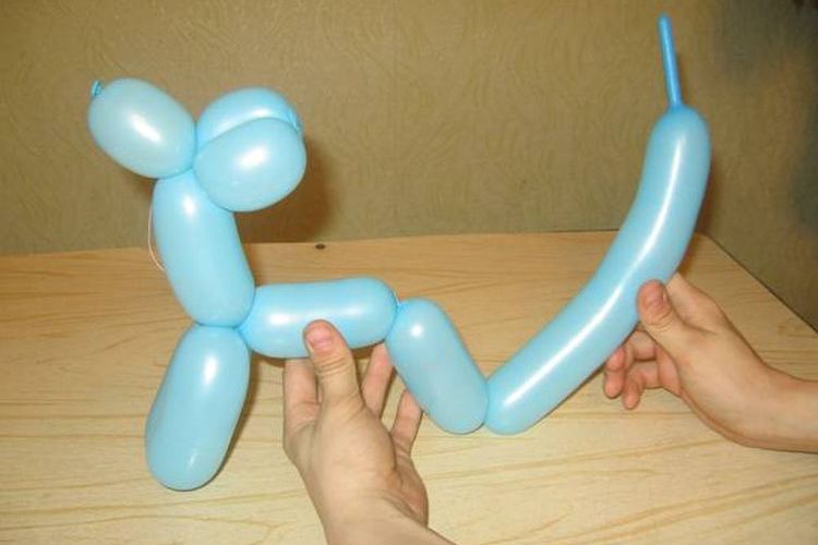 Formation des pattes postérieures