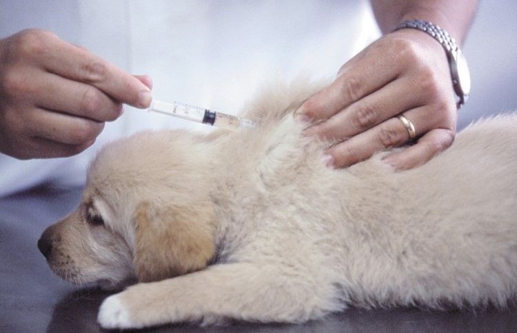 On administre une injection au garrot au chiot.