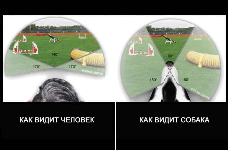 Comment un chien perçoit le monde