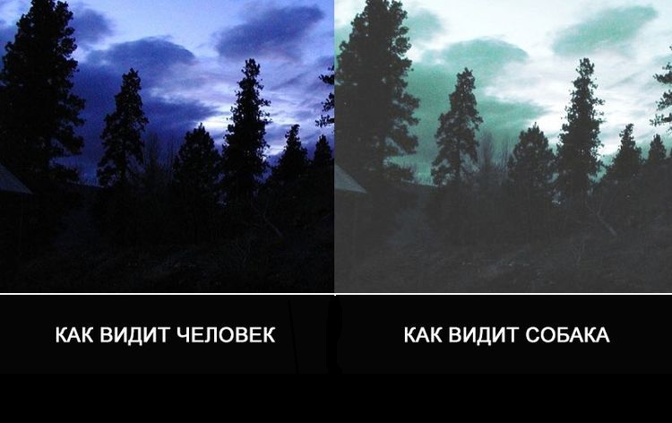 Comment un chien perçoit le monde