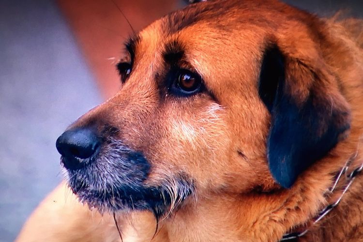 Un chien au museau mouillé