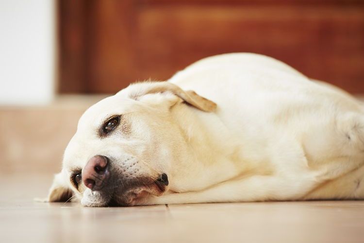 Le labrador est allongé sur le sol