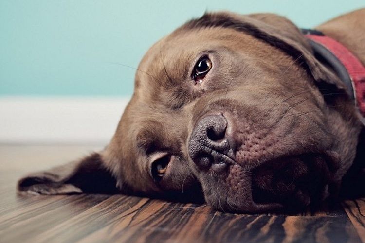 Le chien est couché