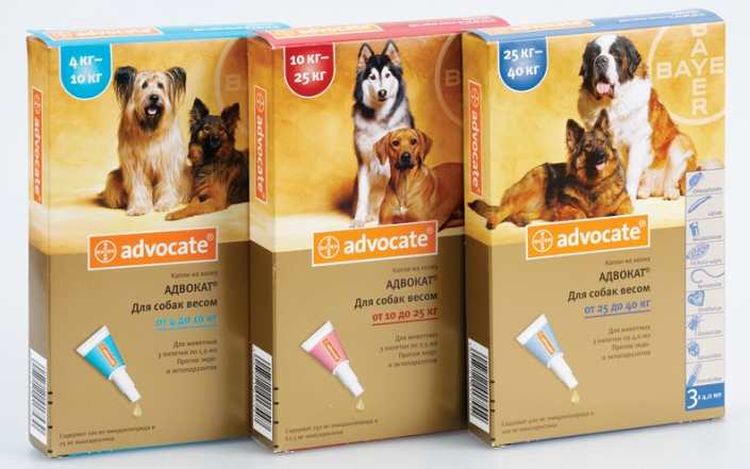 Advocate gouttes pour chiens