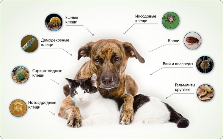 Types de parasites qui menacent les chiens et les chats