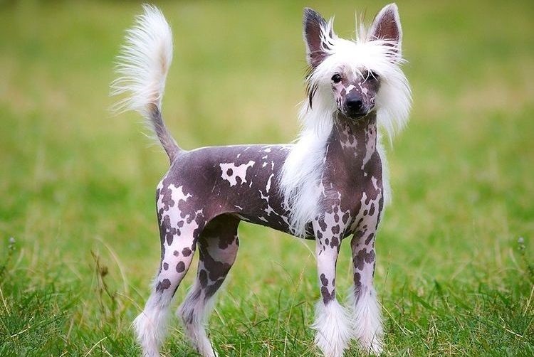 Chien chinois à crête