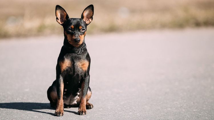 Pinscher nain