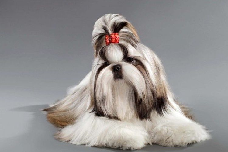 Shih Tzu