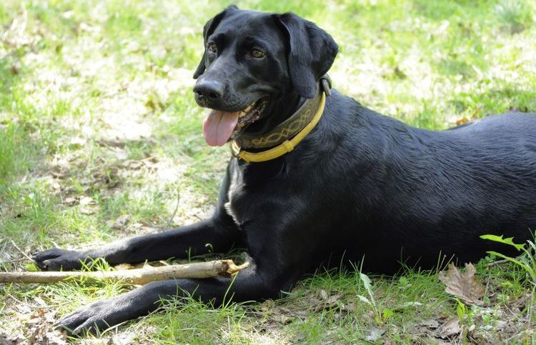 Un chien portant un collier anti-tiques