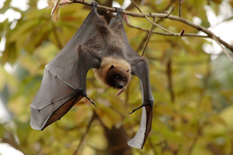 Un chien volant sur un arbre