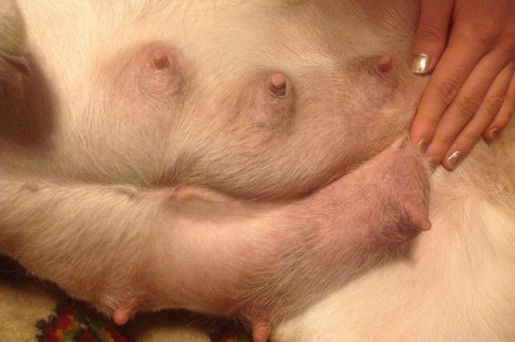 Signes de mammite chez les chiens