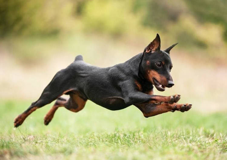 Pinscher nain