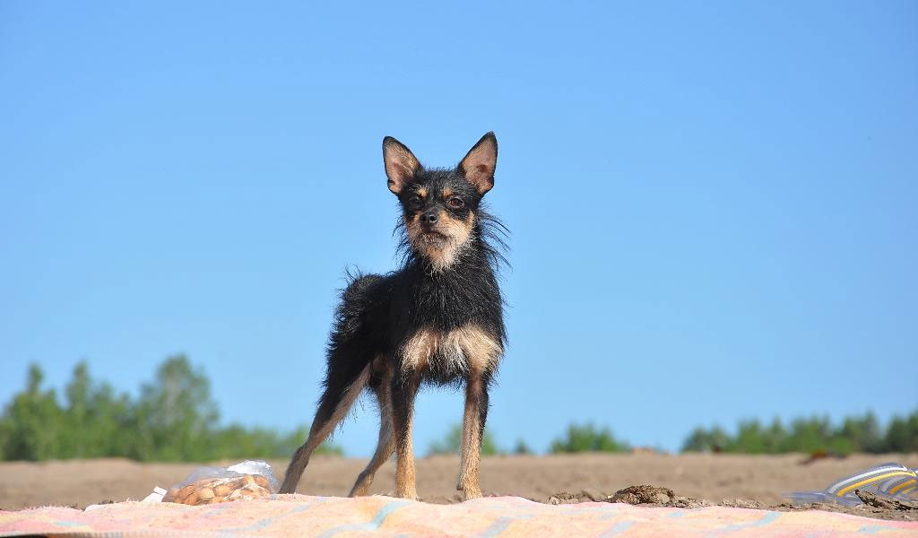 Chiens dragons de Moscou