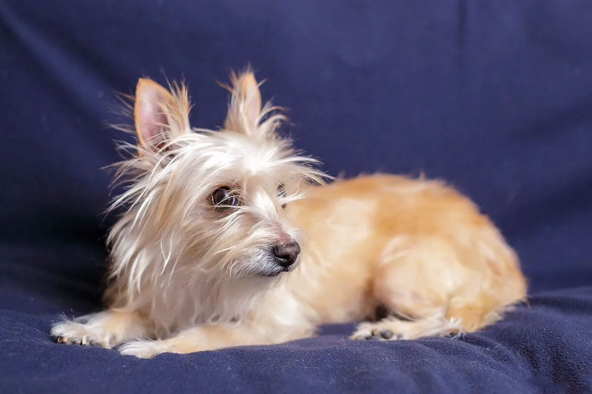 Le Dragon de Moscou est une race de chien originaire de Russie.