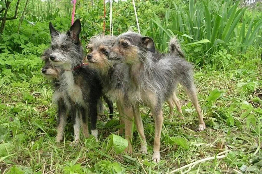 Caractéristiques de la race Dragon de Moscou