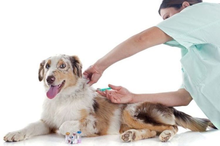Le chien est en train de se faire vacciner