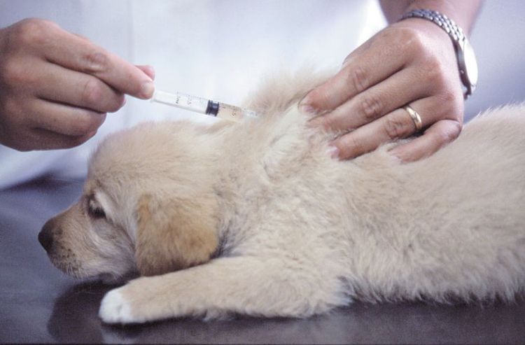 Vaccination d'un chiot