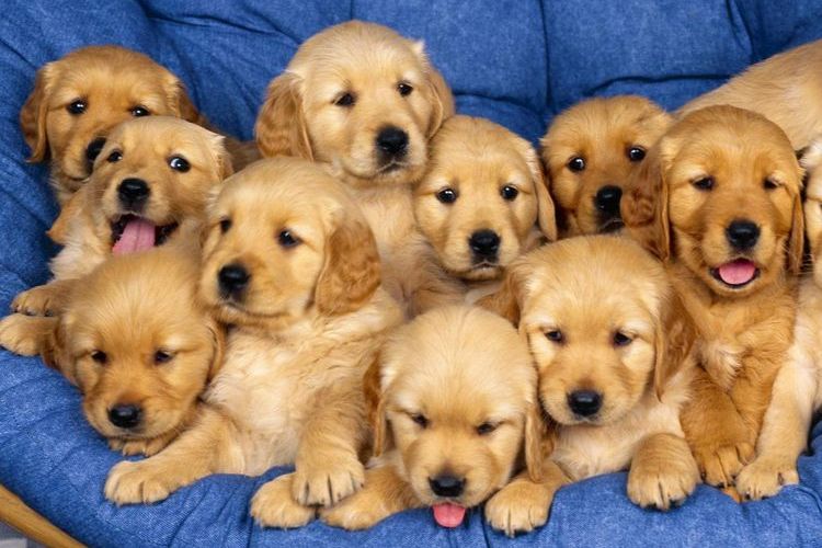 Des chiots sur une chaise