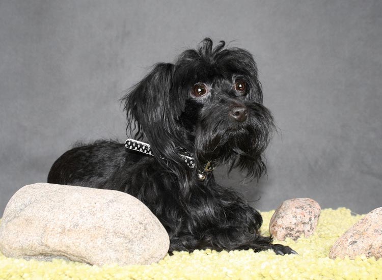 Orchidée noire de Saint-Pétersbourg