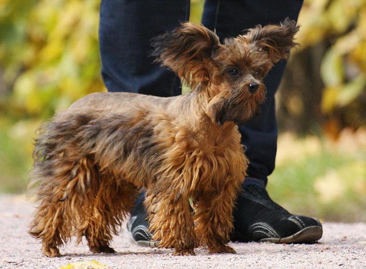 Photo d'orchidées de Saint-Pétersbourg
