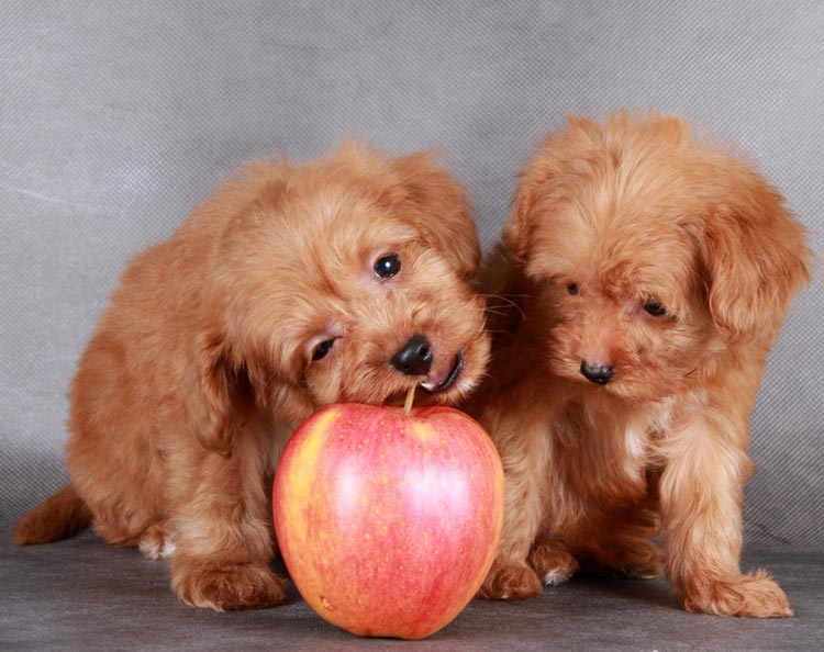 prix des chiots Orchid