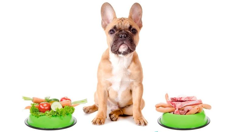 Une alimentation adaptée au chien