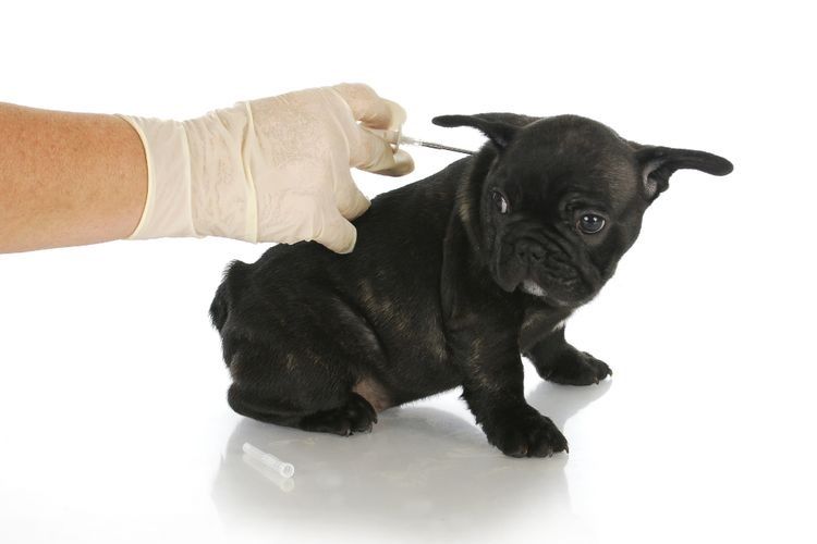 On administre une injection au chien.