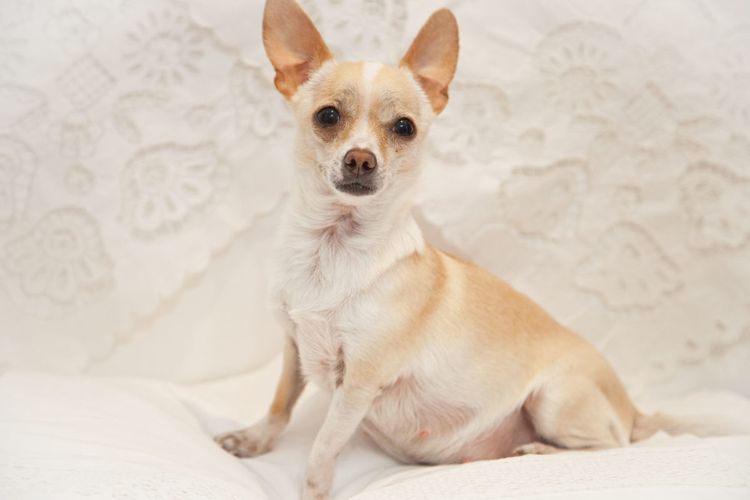 Grossesse nerveuse chez une chienne